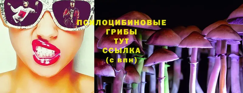 Галлюциногенные грибы Psilocybine cubensis  как найти   Петушки 